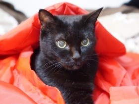 老猫に赤いちゃんちゃんこ　インスタ映えを狙うと、事件が起きた