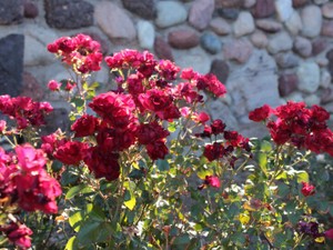 30歳を前に、髪を赤く染めた。それは私の決心をまとった魂の色