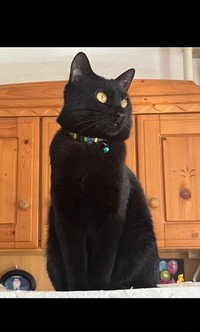 ふっくらになって別猫に（アクノアさん提供、Instagramよりキャプチャ撮影）
