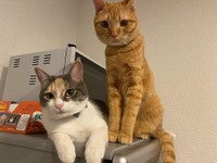 キッチンで期待値が上がる二匹