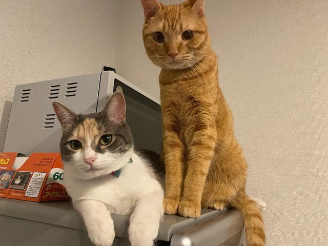 キッチンで期待値が上がる二匹