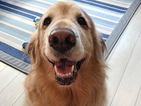 今日のご飯、何だろ－？　ニコニコ笑顔のゴールデン「ぷりん」　