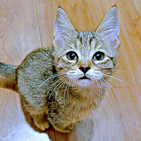 保護当時、震えていたこまちゃん（画像提供：むぎさん）