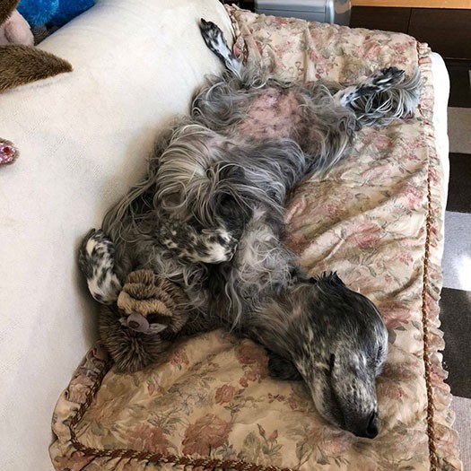 なまけものが隠れています（ＣＡＰＰチーム提供）