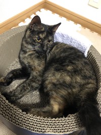 帰宅直後はシャンプーと餌をあげ、トイレを思い出してもらったりと家に慣れてもらうように心がけたという（提供写真）