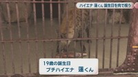 19歳の誕生日　ブチハイエナ・蓮くん