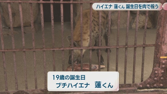 19歳の誕生日　ブチハイエナ・蓮くん