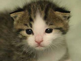 便秘騒ぎで目が開いた？　赤ちゃん猫エンマすくすく成長