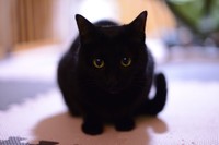 輪郭がぼやけて真っ黒になるクロちゃん（提供：マクーさん）