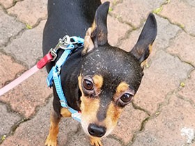 ビビりの保護犬ハンターは社交性ゼロ　でもかわいい！