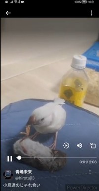 フィンチ系のひなをオカメインコと文鳥の成鳥に攻撃させていたという（XユーザーAさん提供）