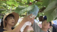 今が旬！シャインマスカットの魅力を知って　小学生が収穫体験　香川
