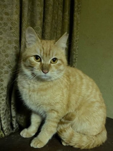 保護直後のしずく（goens提供）