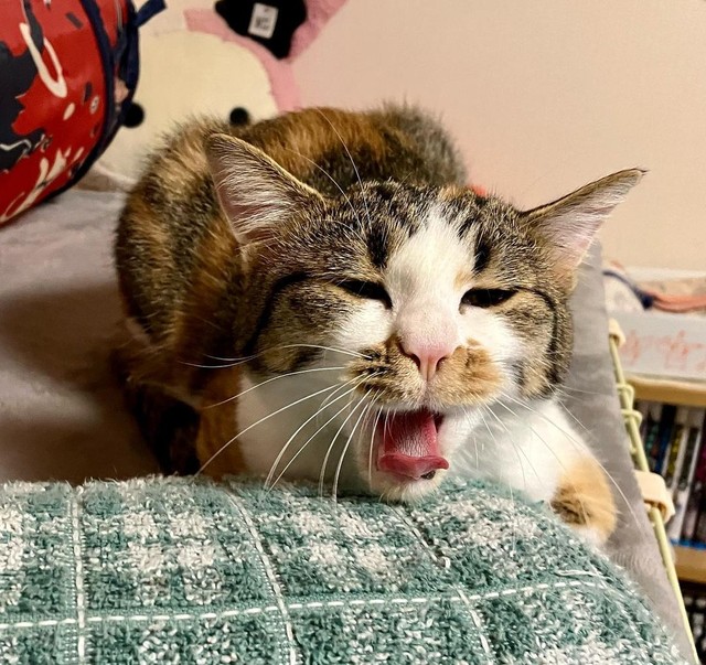 ふわぁ〜と小さなあくび＝mozuku_1020さん提供