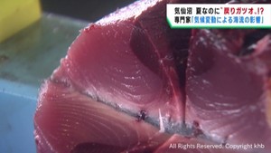 宮城・気仙沼漁港で戻りガツオ並みに脂が乗ったカツオが水揚げ　海流が影響か