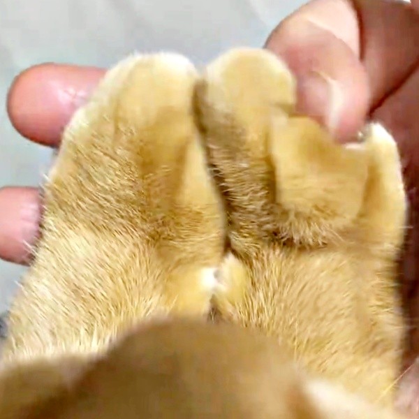 飼い主さんが人差し指でなでなでーーつぶちゃんのお手てはふわふわ（画像提供：つぶさん）