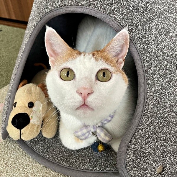 ぬいぐるみのお友達とくつろぐむぎくん（画像提供：むぎさん）