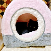 お迎え当時、ハウスから出てこなかったかのさん（画像提供：雲母あおさん）