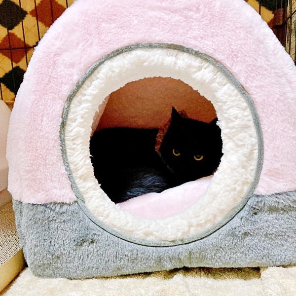 お迎え当時、ハウスから出てこなかったかのさん（画像提供：雲母あおさん）