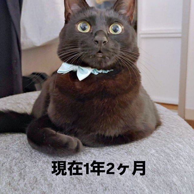 保護から1年2カ月後の夜千代さん（画像提供：yozo工房さん）