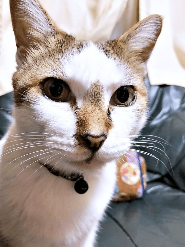 クールビューティーなみぃ～みぃ～ちゃん（画像提供：みぃ～みぃ～ちゃんとジャミラズさん）