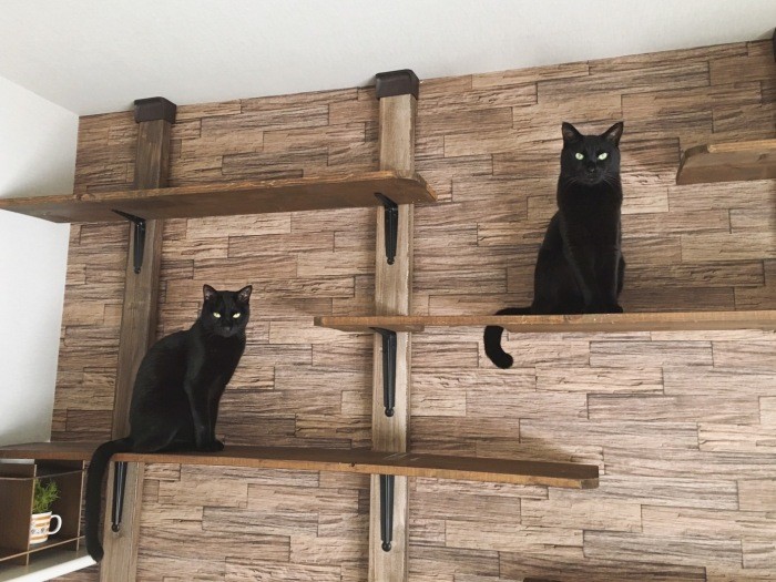 そろって掃除機から避難した先は、あいみさんが２匹をお迎えする前に作ったキャットウォーク。木材カット調整、着色、組み立てまですべて手作りだそう。「僕らも気に入っていて、時々ここからふたりを見下ろすんだ」（あいみさん提供）