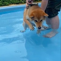 きなこちゃん「水！泳がないと！」（動画からキャプチャー／提供：柴犬きなこさん）