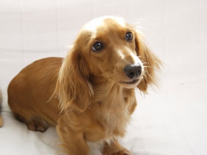 ミニチュアダックスフント