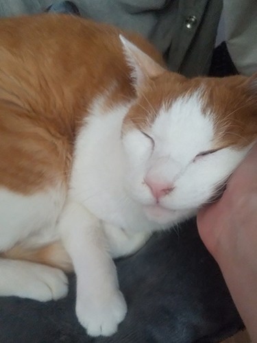 夜になって、やっとひと段落。お気に入りの場所でくつろぐようになりました。いつまでも元気でいておくれ。