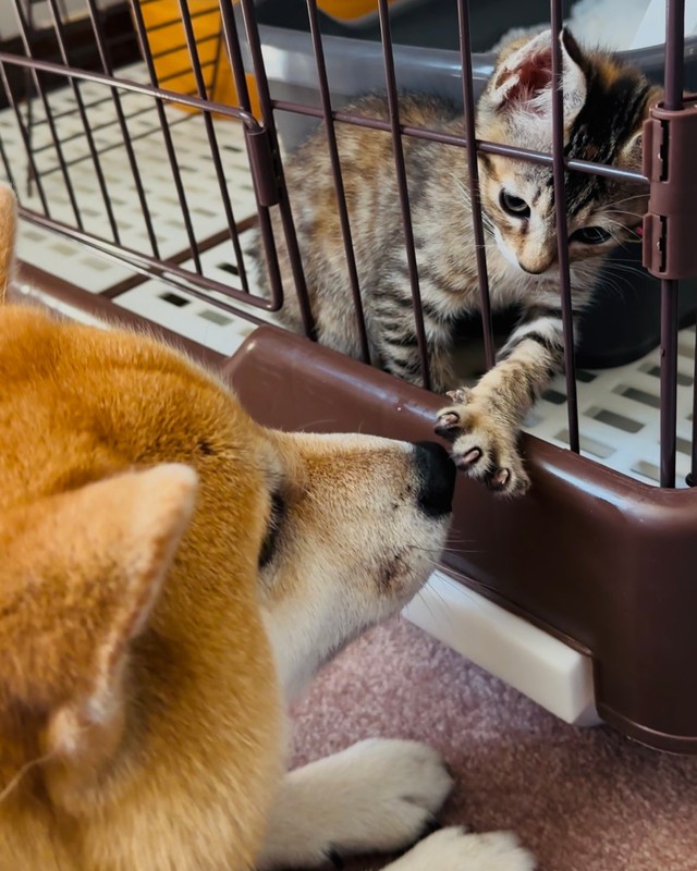 お迎え直後の二人の様子（提供：shibainu-putenさん）