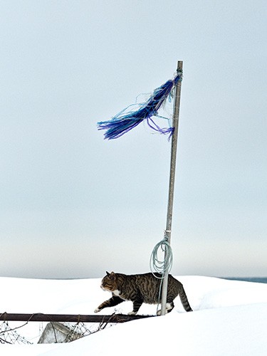 パトロール中のボス猫ドラえもん。曇り空、風向き良好!