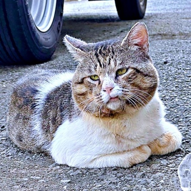 野良猫時代、飼い主さんと年単位で距離を縮めていったボブくん（画像提供：元野良猫ボブさん）