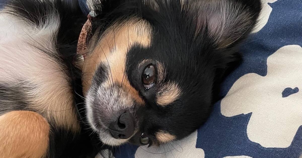 そら様パネル☆犬 ☆そらさまパネル☆ - メルカリ