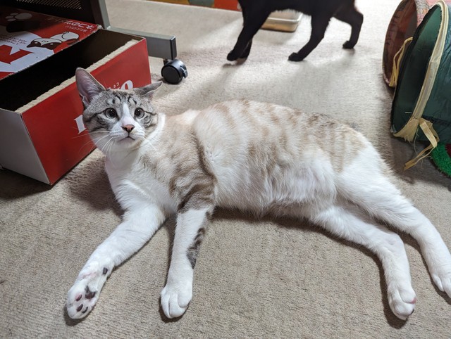 生後８か月のななくん