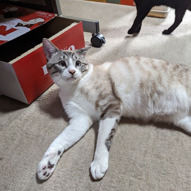 生後８か月のななくん