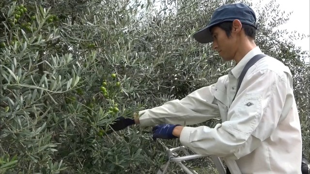 小豆島でオリーブの収穫始まる　