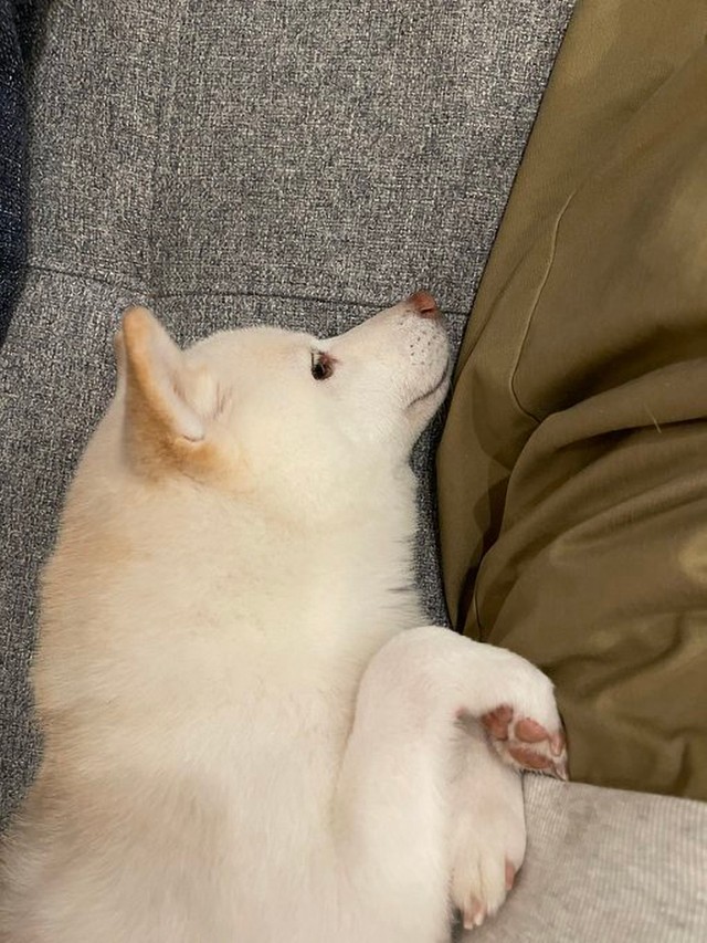 雨の日の甘えん坊さん（画像提供：たまgoさん）