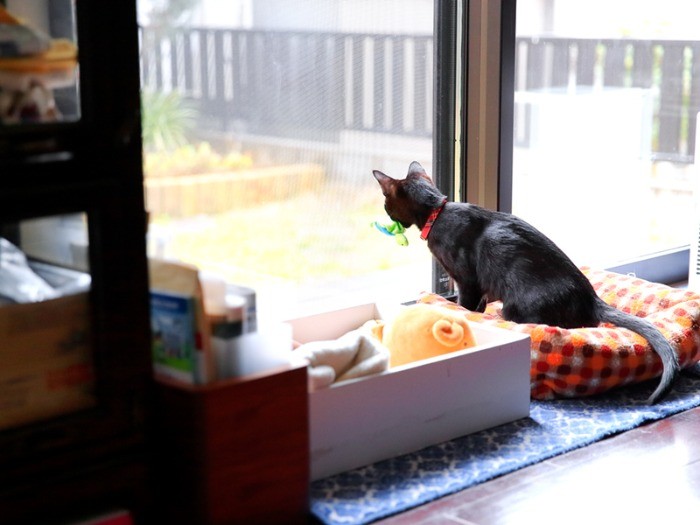 オモチャをくわえたまま、警戒パトロール。