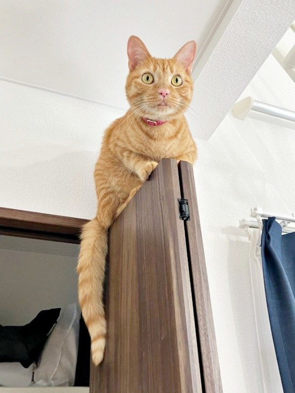 入居審査用NG集（4）のむぎくん（画像提供：むぎと人間さん）