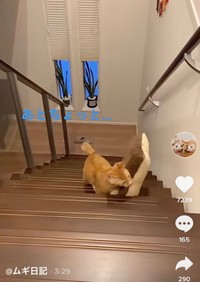 しっかり口に咥えて、よいしょ、よいしょ（TikTokよりスクショ）