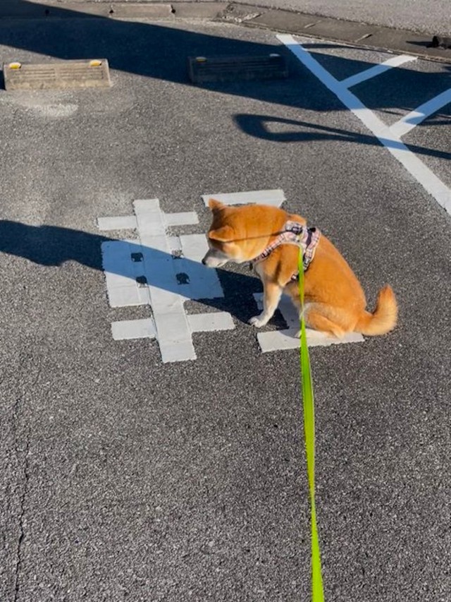 ダイエット効果をアピールするももちゃん。これは完全に「漢字」が読めてますね……（画像提供：柴犬もも さん）