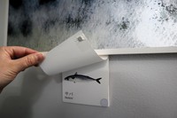 何の魚のウロコかめくって確かめて　画像提供：四国水族館