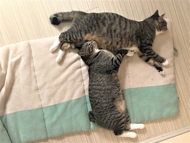 「ねこまるすいさん」さんは、「僕が湯船にいるときは猫たちは来ないんです…」と寂しがっている（提供画像）