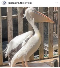 横浜市立金沢動物園（@kanazawa.zoo.official）の公式インスタグラムより