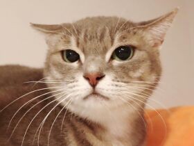 元野良猫「新茶」　ごはんをゆっくり食べられるようになり、今ではぽっちゃりさんに