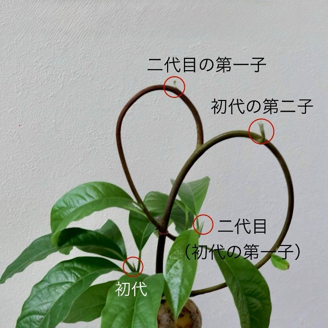 分かれた茎も上へ上へ…！／inoriさん（@kusabanaasobi）提供