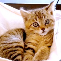 子猫時代、あどけない表情が愛らしい幸くん（画像提供：こにゃんゴーさん）