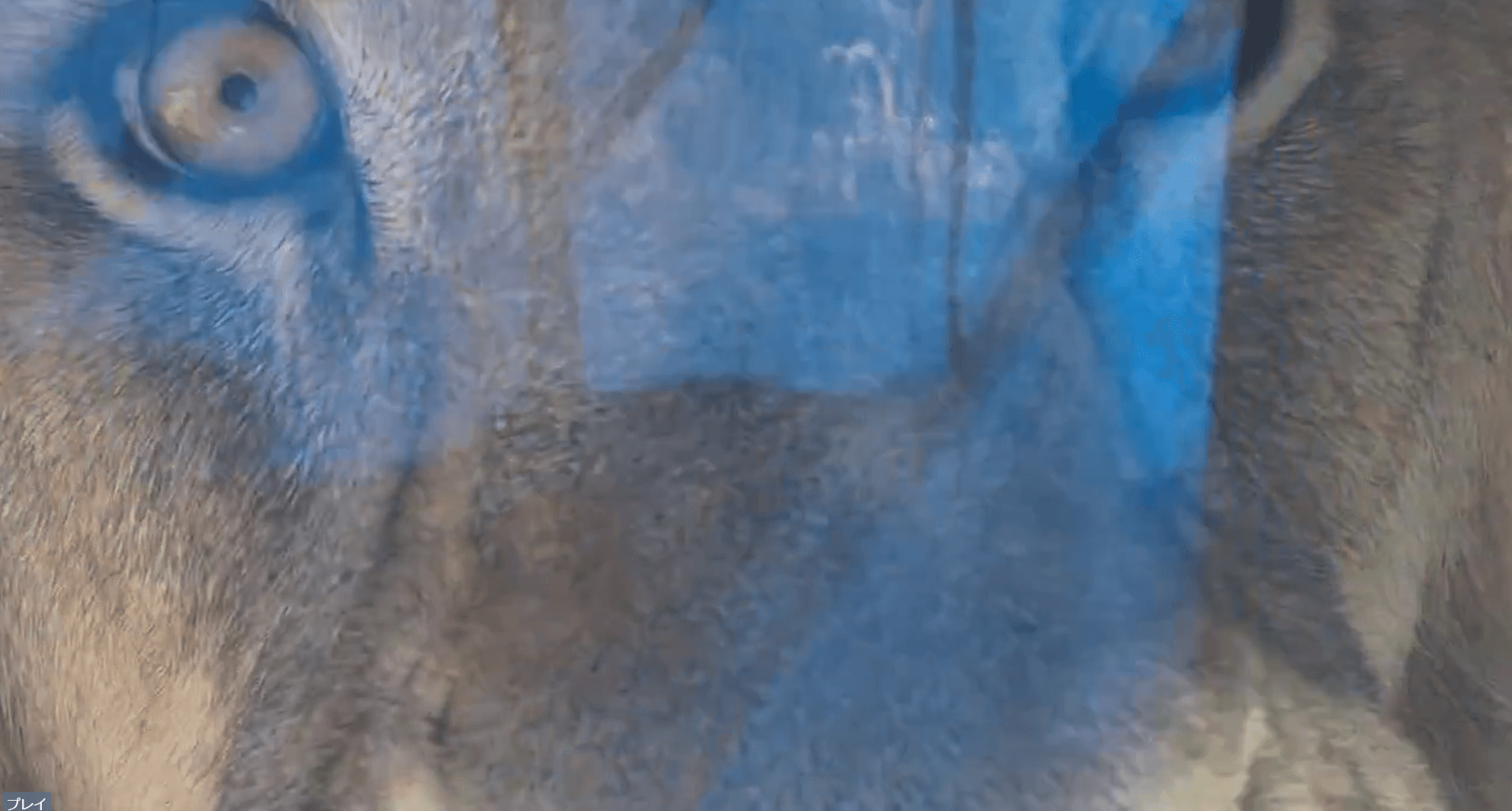 ここまで近いと怖い！