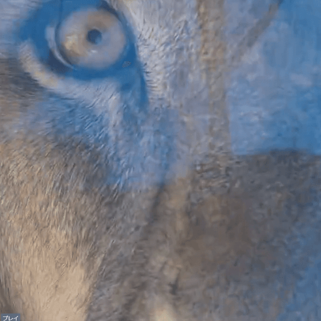 ここまで近いと怖い！