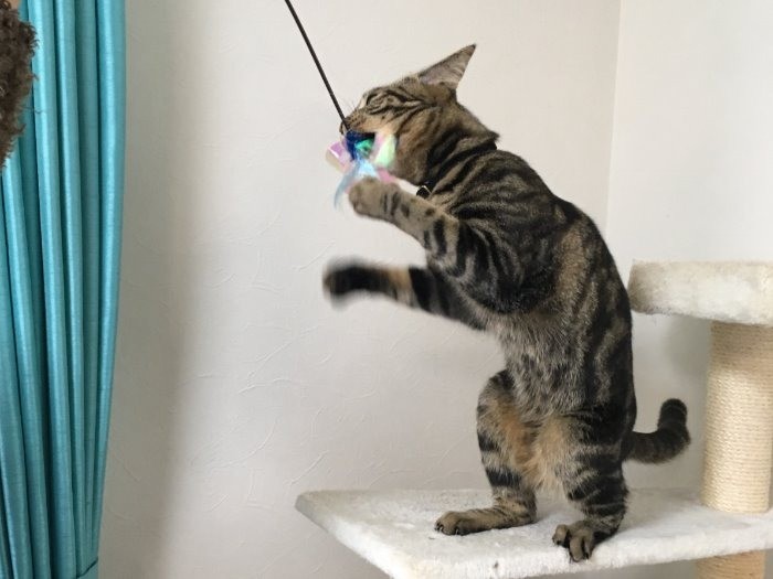 運動神経バツグンだよ